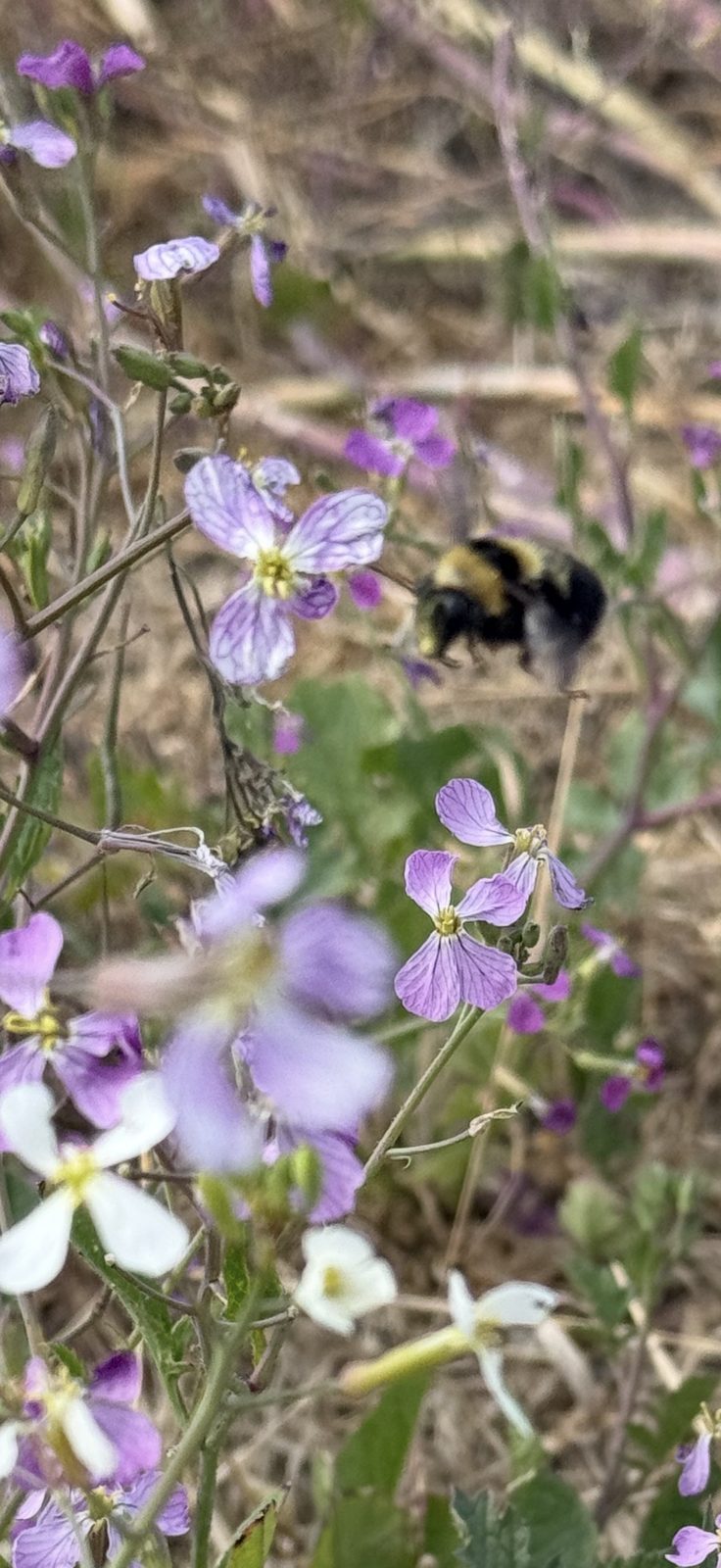 Bee Haven 1