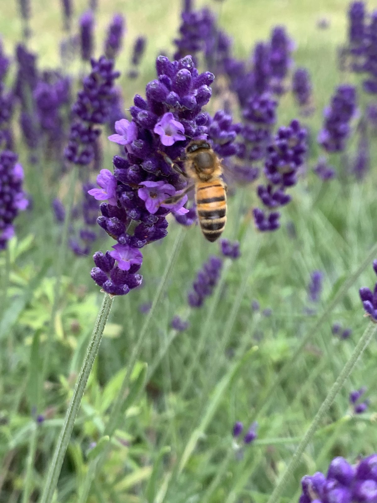 Bee Haven 2